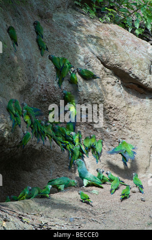 Unter der Leitung von Dusky Conure (Aratinga Weddellii) und mehlig Papageien (Amazona Farinosa) Herde an Lehm lecken Napo Amazonas Regenwald Stockfoto