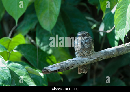 Die Leiter-tailed Ziegenmelker (Hydropsalis Climacocerca) ist eine Art von Vogel in der Familie Caprimulgidae, der Ziegenmelker-Ecuador Stockfoto