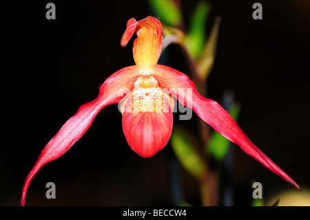 Orchidee Blume: Frauenschuh paphiopedilum Stockfoto