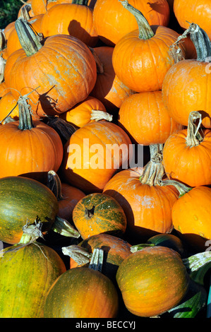 Haufen von Frische Kürbisse am Hof stehen im Herbst Stockfoto