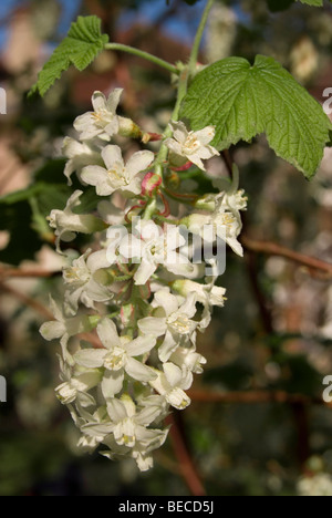 Ribes Sanguineum 'White Icicle' Stockfoto