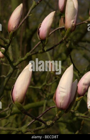 Magnolie (Gresham-Hybriden) "Peppermint Stick" Stockfoto