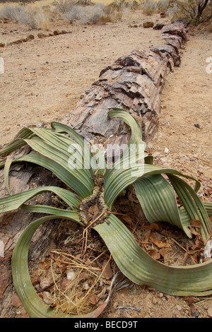 Fossiles Holz und Welwitschia Miribilis Pflanze, versteinerten Wald, Damaraland, Namibia, Afrika Stockfoto