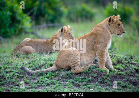 Löwen (Panthera Leo), Cubs, Masai Mara National Reserve, Kenia, Ostafrika Stockfoto