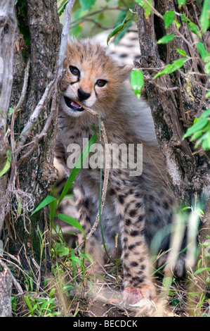 Gepard (Acinonyx Jubatus), Jungtier, Masai Mara National Reserve, Kenia, Ostafrika Stockfoto