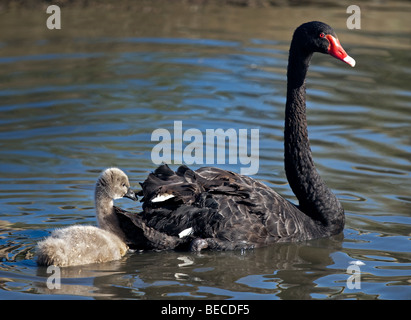 Australische Black Swan und Cygnet (Cygnus olor) Stockfoto