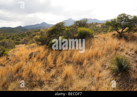 Das Grasland der Santa Rita Mountains im Coronado National Forest der Sonora-Wüste nördlich von Sonoita, Arizona, USA. Stockfoto