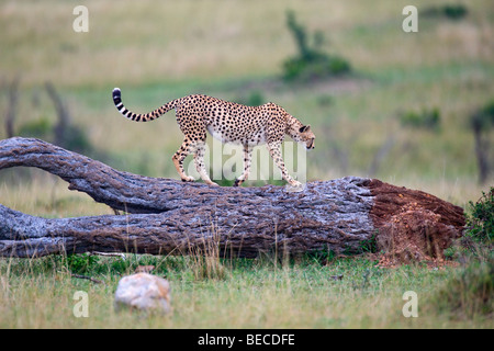 Gepard (Acinonyx Jubatus), zu Fuß auf einem abgestorbenen Baum, Masai Mara National Reserve, Kenia, Ostafrika Stockfoto