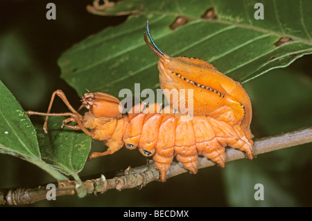 Hummer-Motte (Stauropus Fagi), Raupe auf Zweig von einer Buche Stockfoto