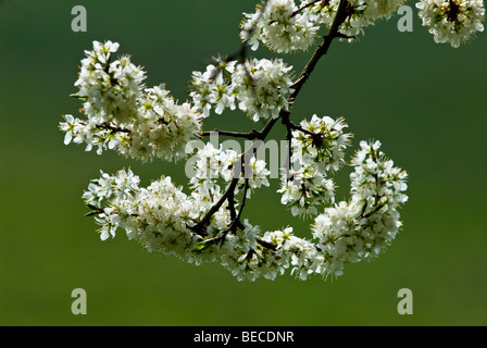 Schlehe, Prunus Spinosa in Blüte, Warwickshire, England, UK. Stockfoto