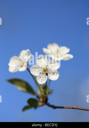 Kirschblüten Stockfoto