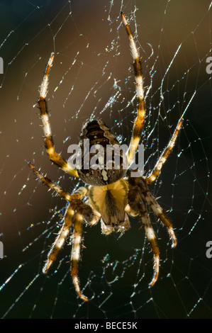 Europäische Gartenkreuzspinne (Araneus Diadematus), Schwaz, Tirol, Österreich, Europa Stockfoto