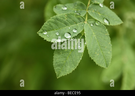 Tautropfen auf grünes Blatt Stockfoto