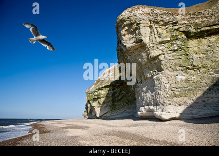 Bulbjerg, der einzige Vogel Klippe in Dänemark, Jütland, Dänemark Stockfoto