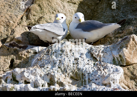 Zwei schwarze Pfoten Dreizehenmöwen (Rissa Tridactyla) Stockfoto