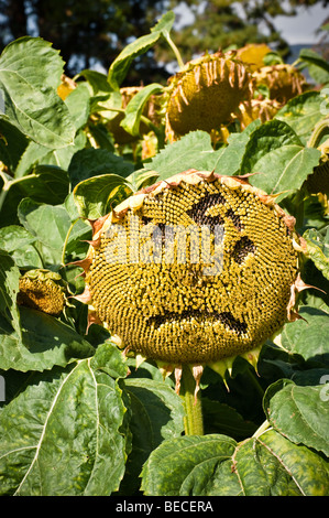Sonnenblumen Samen-Kopf mit glum Gesicht im Feld Studien im RHS Wisley Garden, Surrey, UK Stockfoto