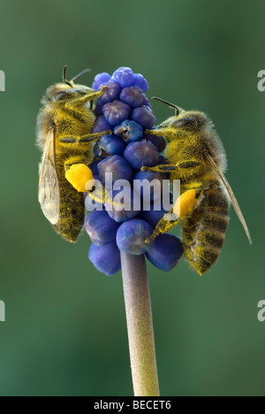 Honig Biene (Apis Mellifera), Grape Hyacinth (Muscari Botryoides), Schwaz, Tirol, Österreich, Europa Stockfoto