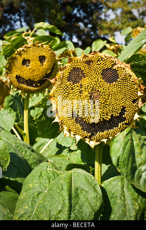 Sonnenblumen Samen-Köpfe mit Smiley-Gesichter, im Feld Studien im RHS Wisley Garden, Surrey, UK Stockfoto