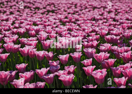 Bereich der Tulpen (Tulipa), Bundesgartenschau, Landesgartenschau, Schleswig, Deutschland Stockfoto