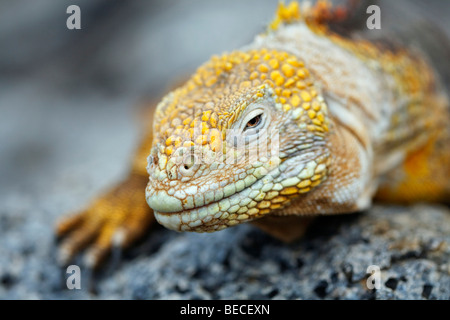 Galápagos Land Leguan, Land Saurier, Land Leguan (Conopholus Subchristatus) ruht auf einer, Genovesa Island Tower Felseninsel, G Stockfoto