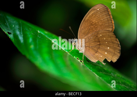 Schmetterling, Cuc Phuong Nationalpark, Ninh Binh, Nord-Vietnam, Südostasien Stockfoto