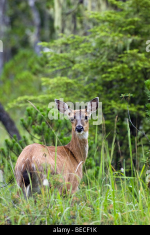 Sitka schwarz - angebundene Rotwild (Odocoileus Hemionus), Weiblich, Mitkof-Insel, Southeast Alaska, Alaska, USA, Nordamerika Stockfoto