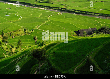 Reisterrassen und Dorf der Miao-Minderheit, Xijiang, Guizhou, Südchina Stockfoto