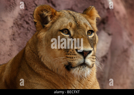 Weibliche Löwen (Panthera Leo), portrait Stockfoto