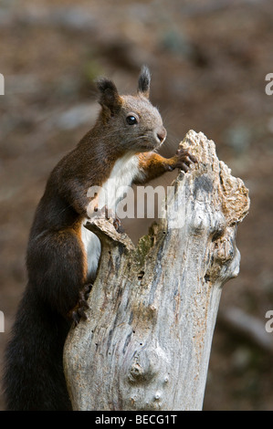 Eurasische Eichhörnchen (Sciurus Vulgaris), Grafenast, Schwaz, Tirol, Austria, Europe Stockfoto