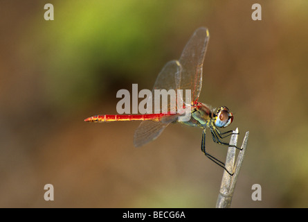 Rot-veined Darter Libelle (Sympetrum Fonscolombii), Männlich Stockfoto