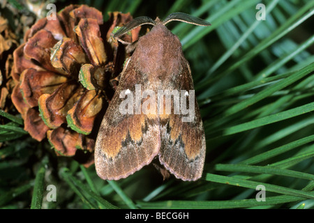 Kiefer geschlottert Moth (Dendrolimus Pini), Männlich Stockfoto