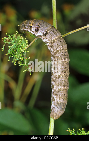 Kleine Elefanten Hawk-Moth (Deilephila Porcellus), Raupe, die Fütterung auf Beil Stockfoto