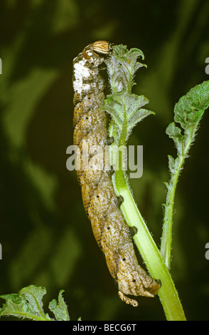 Totenkopf Hawkmoth (Acherontia Atropos), braune Arten, Raupe, die Fütterung auf eine Kartoffel Stockfoto