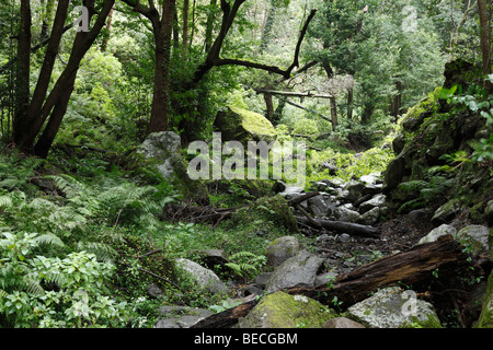 Bachbett in einem Laurisilva, Cubo De La Galga, El Canal y Los Tilos-Biosphären-Reservat, La Palma, Kanarische Inseln, Spanien Stockfoto