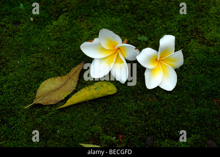 Gemeinsamen Frangipani oder das Temple Tree (Plumeria Rubra), nationale Blume von Laos Stockfoto