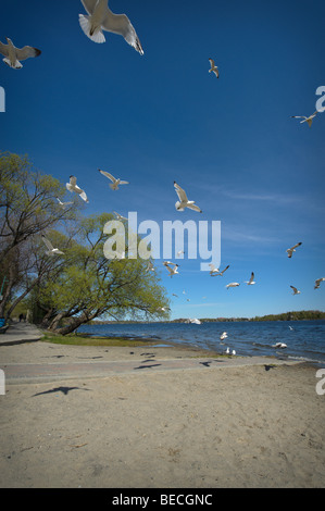 Große Herde von Möwen fliegen über einen Sandstrand. Stockfoto