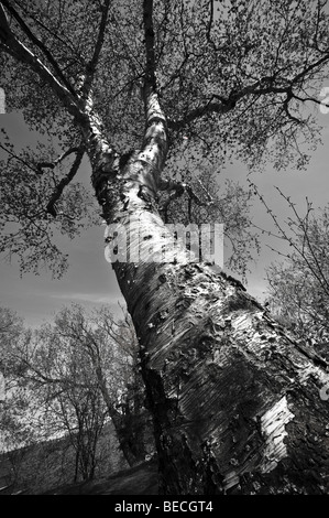 Nachschlagen von von der Basis der großen nordamerikanischen Pappelbaum. Stockfoto