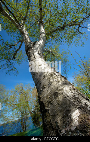 Nachschlagen von von der Basis der großen nordamerikanischen Pappelbaum. Stockfoto