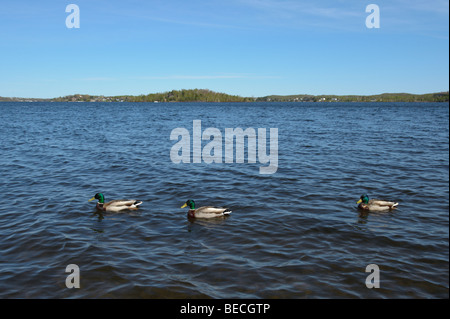 Drei Enten waten zusammen in einem schönen nördlichen Ontario See. Stockfoto