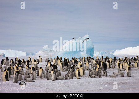 Große Kolonie der Kaiserpinguine, big Rookery mit Erwachsenen und Babys auf Schnee, Eis, blau Eisberg Hintergrund niedrigen Horizont blauen Himmel Platz kopieren Stockfoto