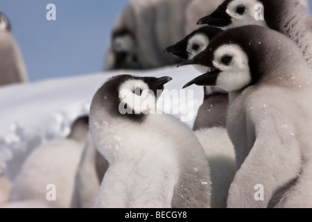 2 süße flauschige lustige Baby Kaiserpinguine reden Nahaufnahme, verschneiten Hintergrund, blauen Himmel Antarktis Stockfoto