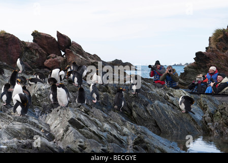 Gruppe von Abenteuer Kreuzfahrt Eco-Touristen beobachten und fotografieren Gruppe von Rock Hopper Pinguine auf Felsen von Zodiac Boot South Georgia, Antarktis Stockfoto