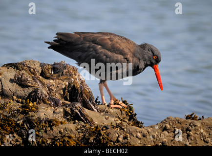 Ein schwarzer Austernfischer (Haematopus bachmani), der hier am Ufer steht Stockfoto