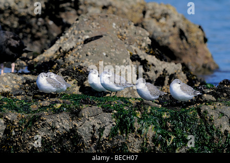 Eine Gruppe von Sanderlingen (Calidris alba), die bei Ebbe auf Meeresalgen bedeckten Küstenfelsen ruhen, mit weichem Licht und ruhigem Ozean im Hintergrund. Stockfoto