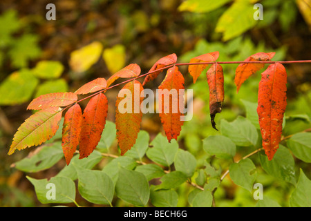 Sumach Laub im Herbst. Stockfoto