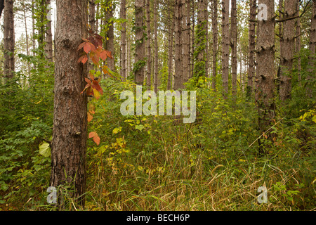 Hain der roten Kiefern, mit wildem Wein auf einer Leitung. Wasserfall Glen Forest Preserve. DuPage County, Illinois Stockfoto