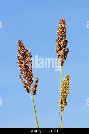 Kommerzielle Hirse (Mais-Ersatz) gewachsen für Futtermittel, Frankreich. Stockfoto