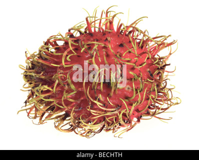 Makro einer Rambutan Frucht, ein Verwandter von Litschis, über weiße Stäbchen sind die Früchte des Baumes Napelium lappaceum Stockfoto