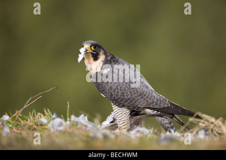 Wanderfalke (Falco Peregrinus) zupfen ein Pidgeon, Rheinland-Pfalz, Deutschland Stockfoto