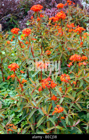 Euphorbia Griffithii 'Fireglow' Stockfoto